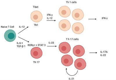 Role of the IL-23/IL-17 Pathway in Rheumatic Diseases: An Overview